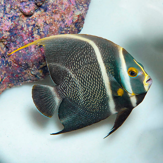 French Angelfish Transitioning 6" WYSIWYG