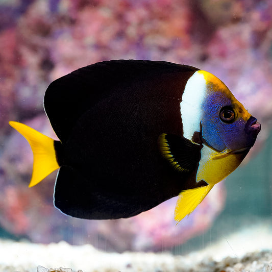False Personifer Angelfish 6.25" WYSIWYG