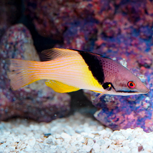 Coral Hogfish 4.5" WYSIWYG
