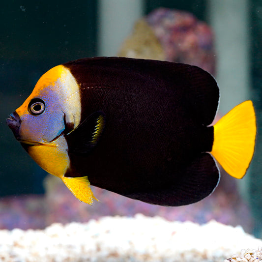 False Personifer Angelfish 5.25" WYSIWYG