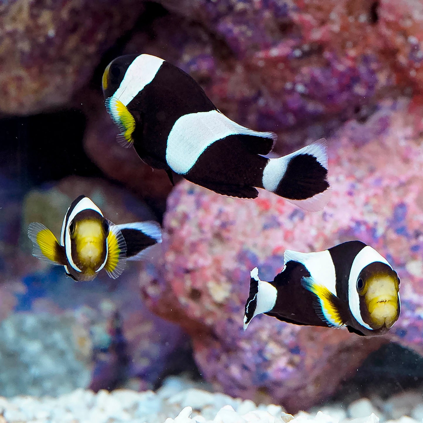 Black Saddleback Clownfish Trio 2" to 2.25" WYSIWYG