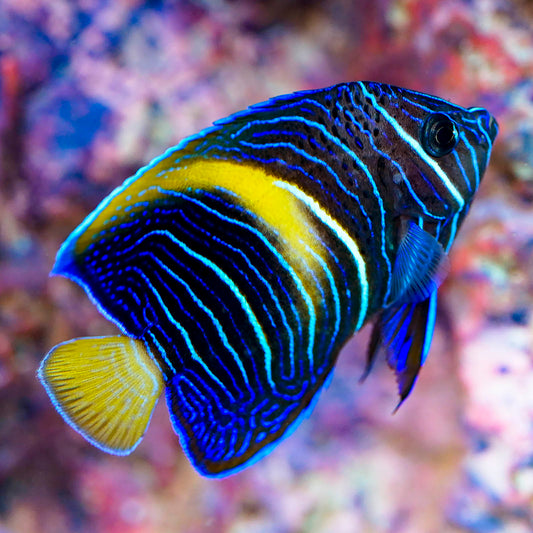 Maculosus Angelfish 2.25" WYSIWYG