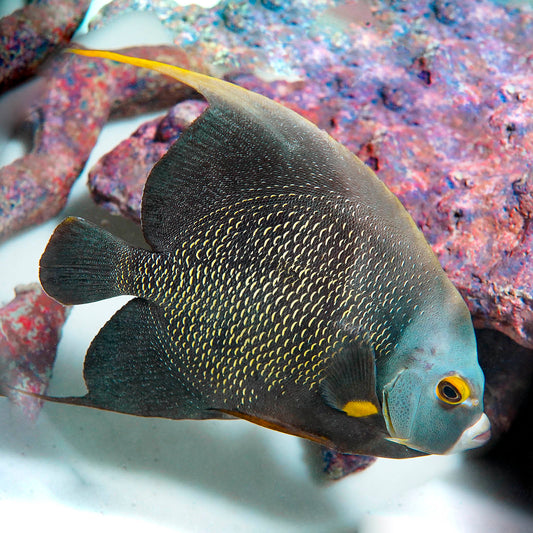 French Angelfish Adult 9.5" WYSIWYG