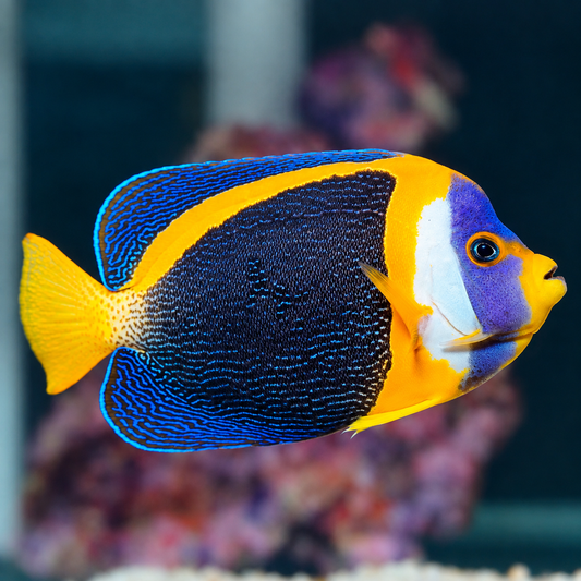 Scribbled Angelfish 8" WYSIWYG