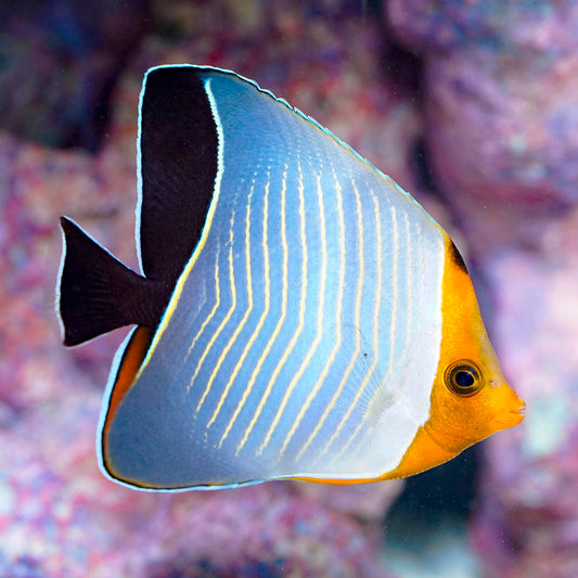 Hooded Butterflyfish EXPERT ONLY 3.75" WYSIWYG