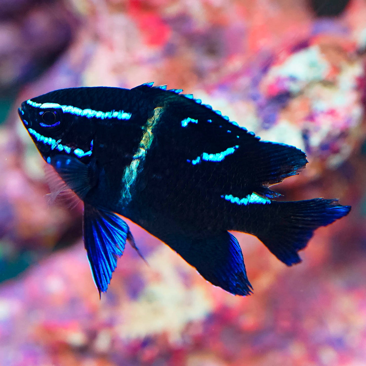 Blue Velvet Damselfish 2" WYSIWYG