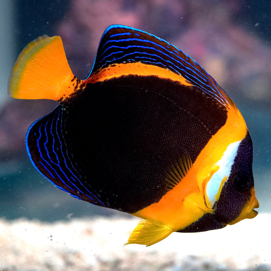 Scribbled Angelfish 5.25" WYSIWYG