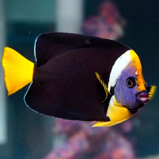False Personifer Angelfish 6.5" WYSIWYG