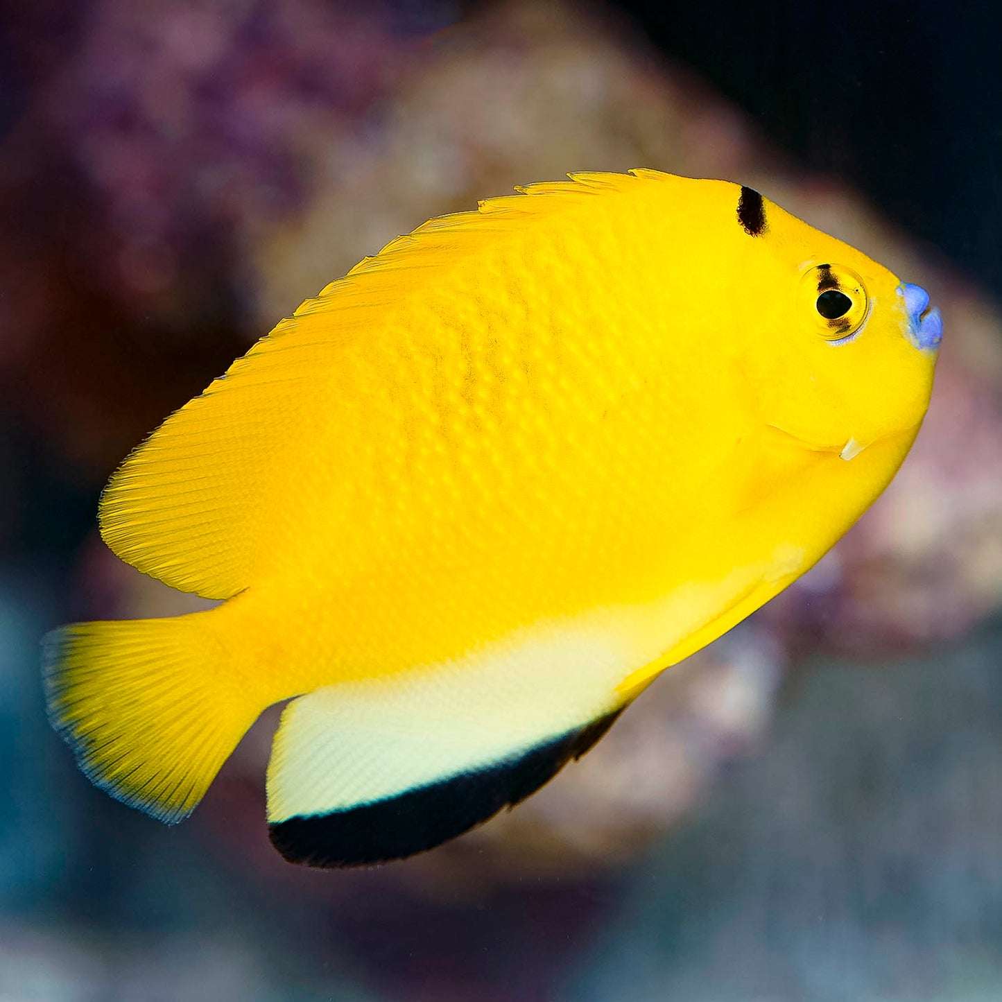 Flagfin Angelfish 2.75" WYSIWYG