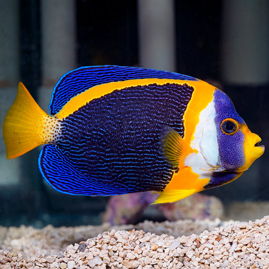 Scribbled Angelfish 8.5" WYSIWYG