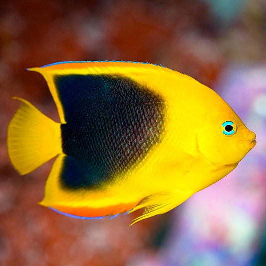 Rock Beauty Angelfish 3.25" WYSIWYG