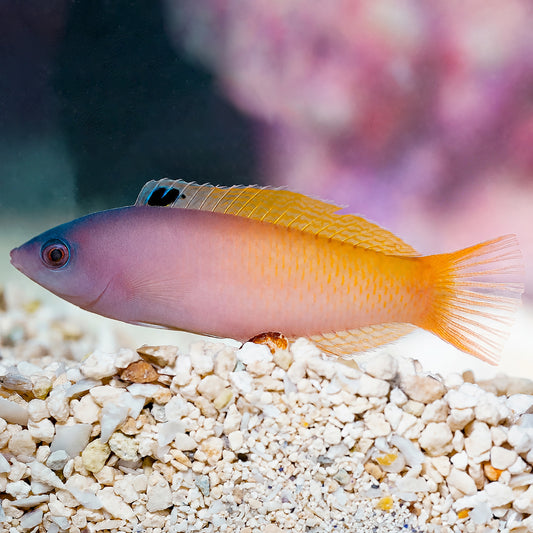Two Tone Wrasse 3.75" WYSIWYG