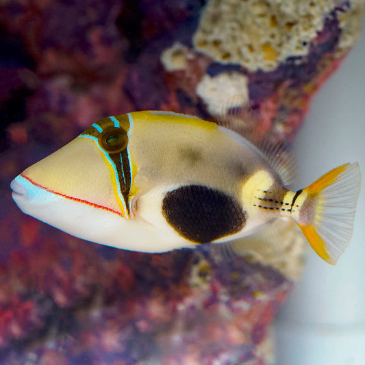 Bursa Triggerfish 3" WYSIWYG