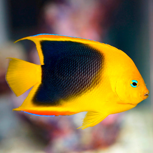 Rock Beauty Angelfish 3.25" WYSIWYG