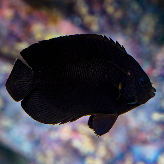 Black Nox Angelfish 3" WYSIWYG