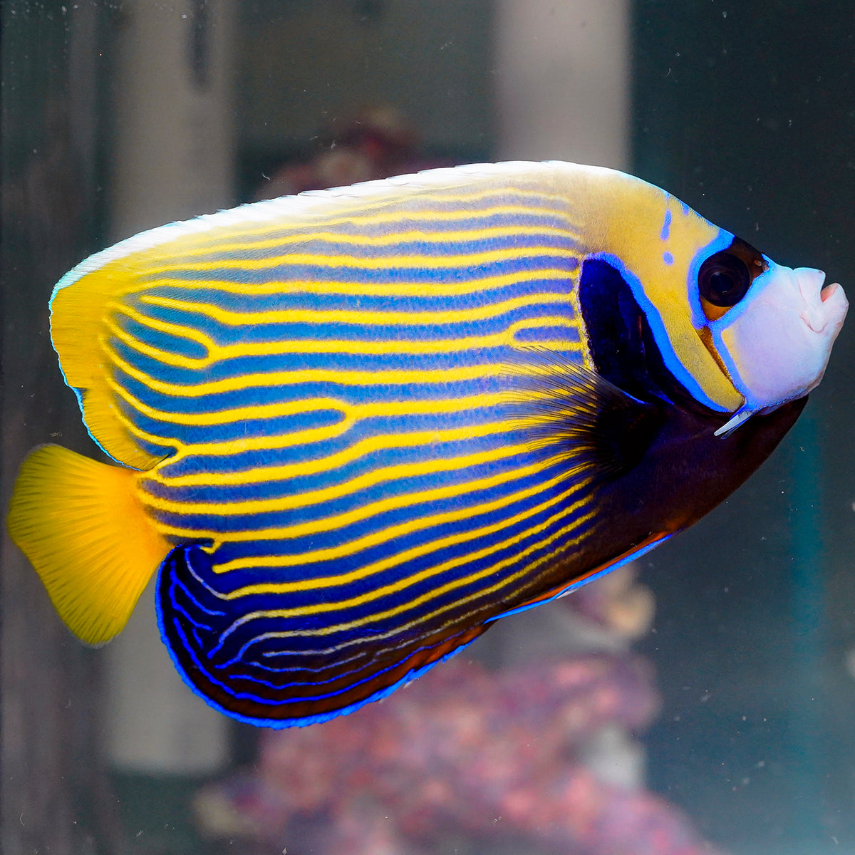 Emperor Angelfish Adult 6.75" WYSIWYG