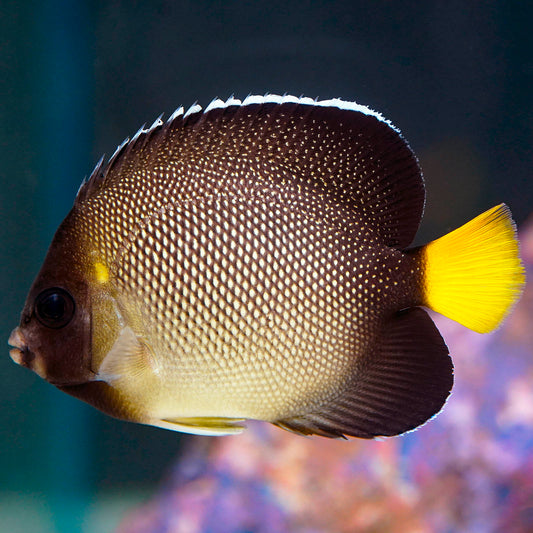 Xanthurus Cream Angelfish 3.5" WYSIWYG