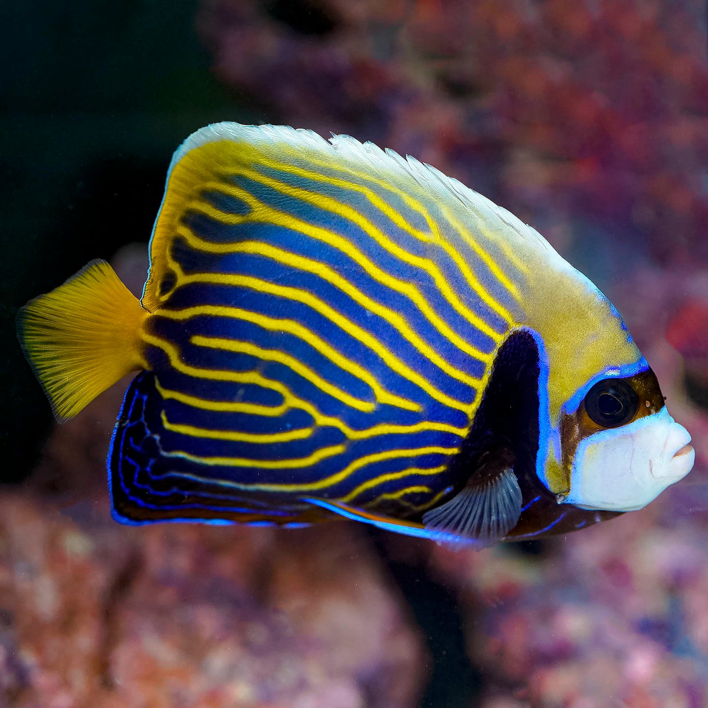 Emperor Angelfish Adult 5" WYSIWYG