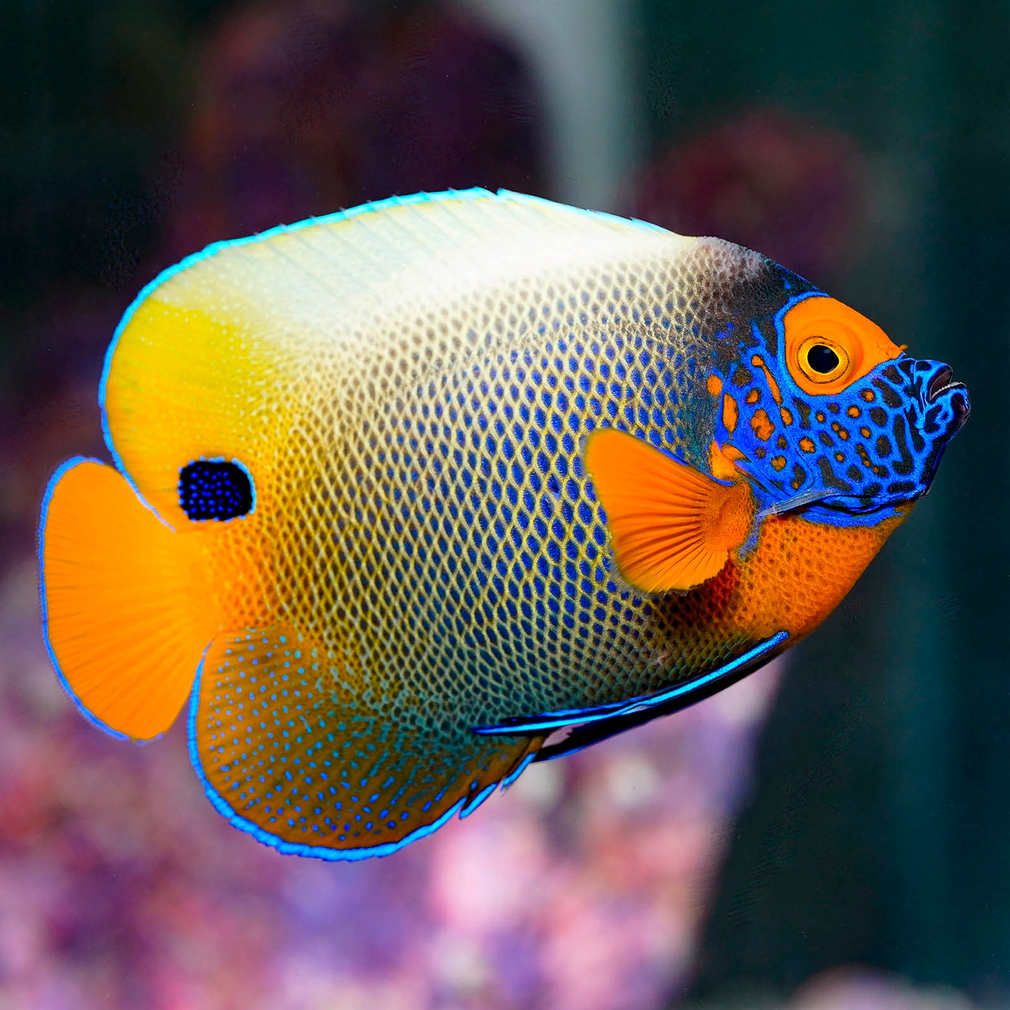 Blueface Angelfish 5.25" WYSIWYG