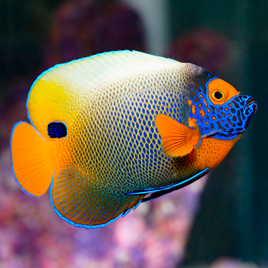 Blueface Angelfish 5.25" WYSIWYG