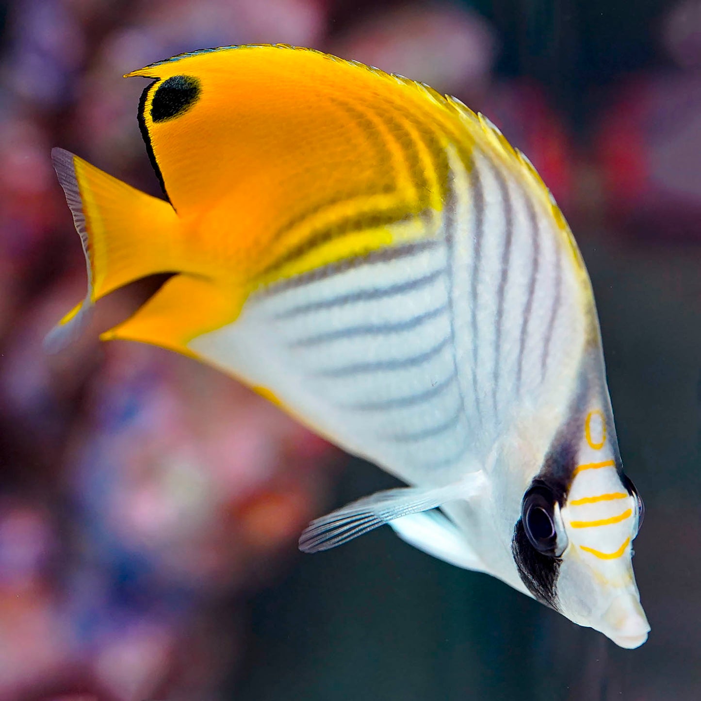 Auriga Butterflyfish 4" WYSIWYG