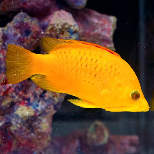 Slingjaw Wrasse 5" WYSIWYG