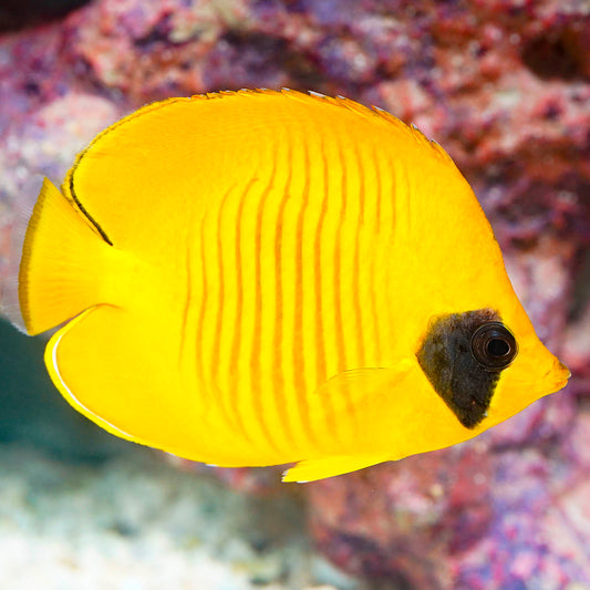 Golden Semilarvatus Butterflyfish 5" WYSIWYG