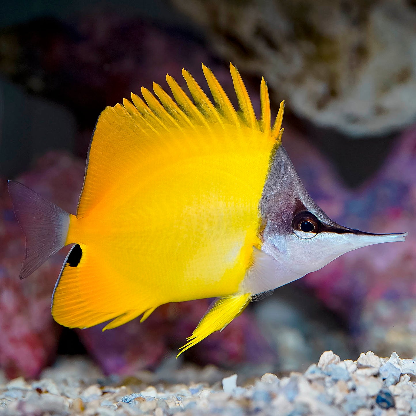 Yellow Longnose Butterflyfish 4.5" WYSIWYG