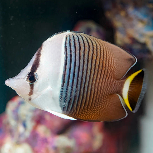 White Faced Butterflyfish 3" WYSIWYG