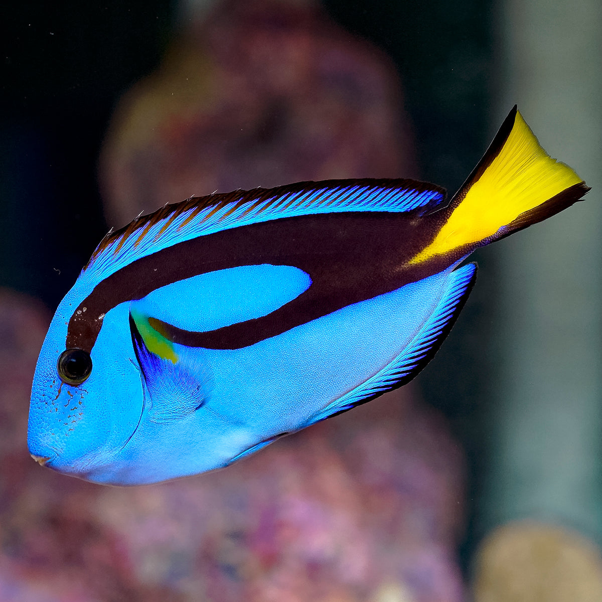 Blue Tang 4.5" WYSIWYG