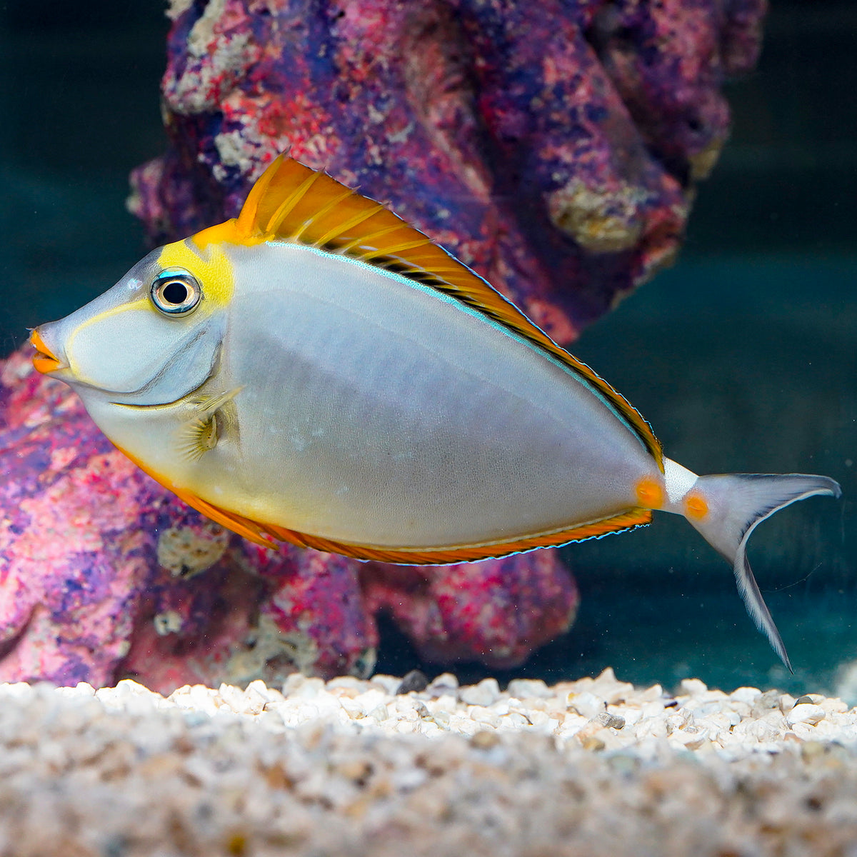 Naso Blonde Tang 7" WYSIWYG