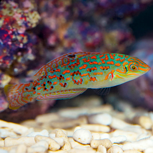 Timor Wrasse 3" WYSIWYG