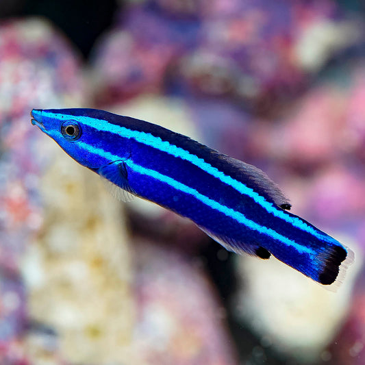 Four Line Cleaner Wrasse 1.75" WYSIWYG