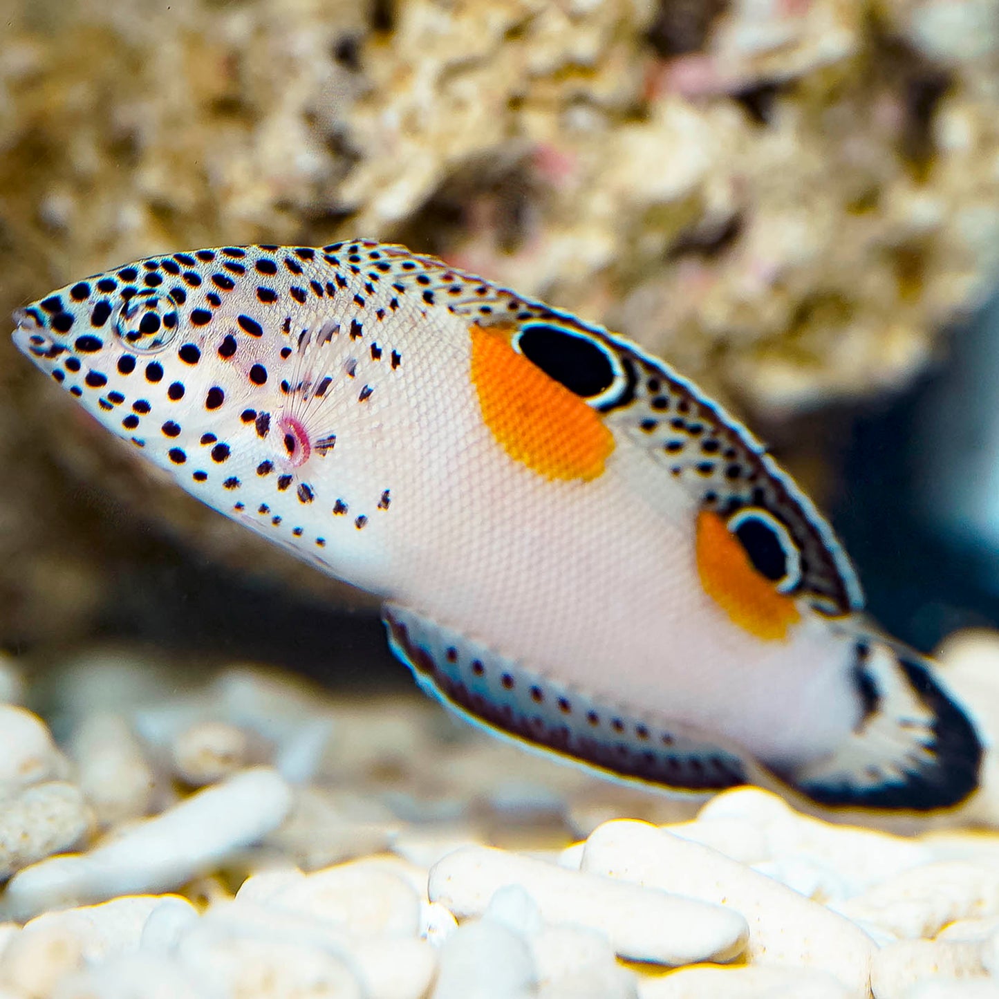 Twin Spot Wrasse 3.25" WYSIWYG