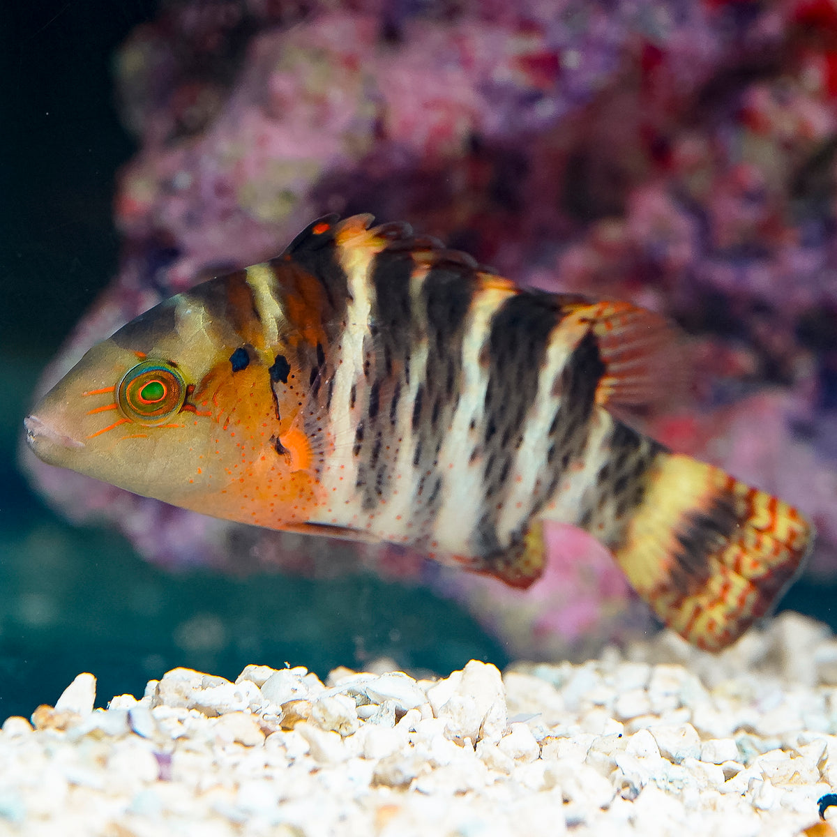 Red Breast Wrasse 4.25" WYSIWYG