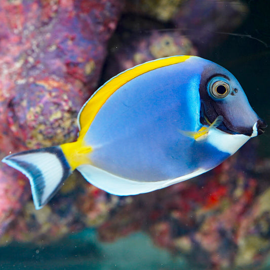 Powder Blue Tang 4" WYSIWYG