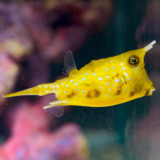 Longhorn Cowfish 4" WYSIWYG EXPERT ONLY