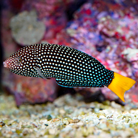 Yellowtail Wrasse 5" WYSIWYG EXPERT ONLY