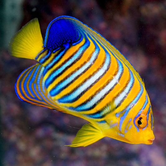 Regal Angelfish 5" EXPERT ONLY WYSIWYG