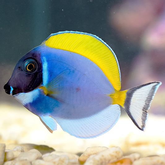 Powder Blue Tang 2" WYSIWYG