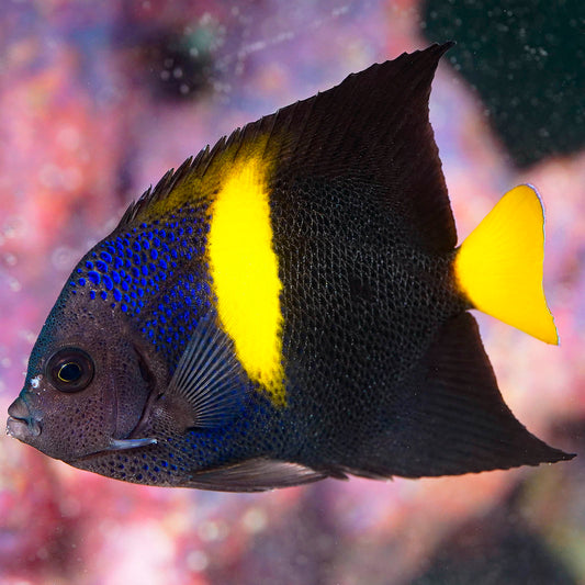 Asfur Angelfish 3.5" WYSIWYG
