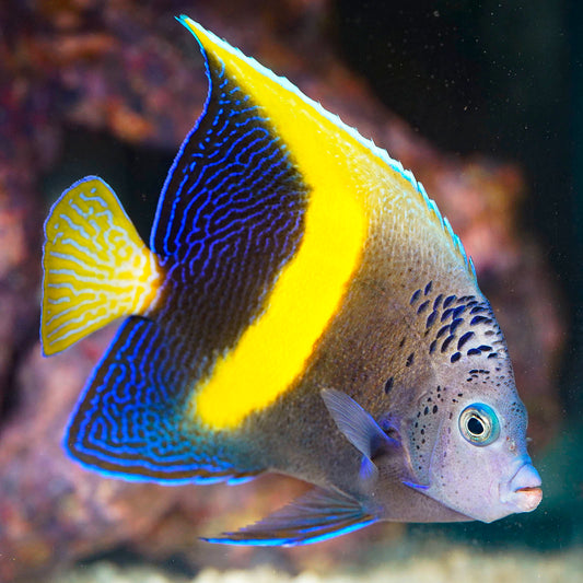Maculosus Angelfish 5" WYSIWYG