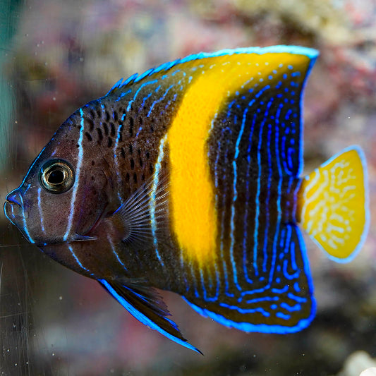 Maculosus Angelfish 2.5" WYSIWYG
