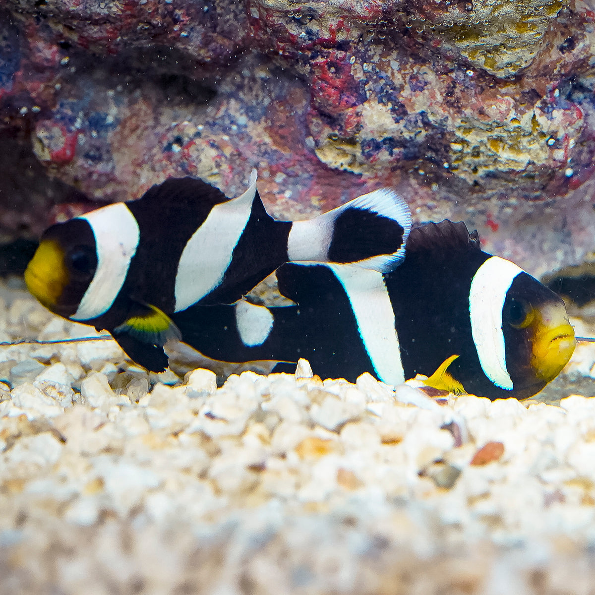 Black Saddleback Clownfish Duo 2.75" to 3" WYSIWYG