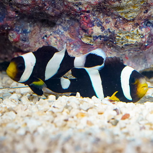 Black Saddleback Clownfish Duo 2.75" to 3" WYSIWYG