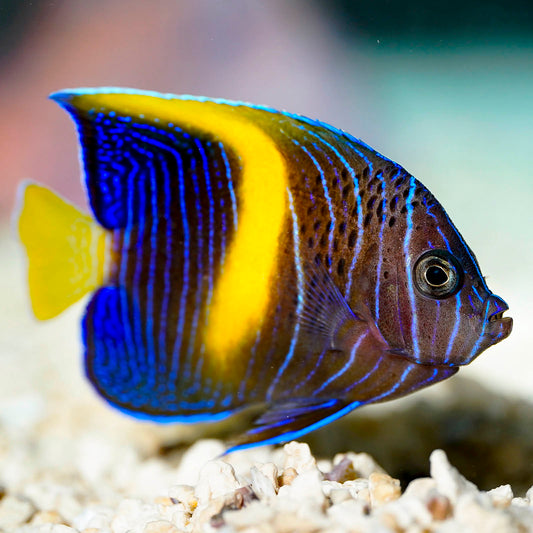 Maculosus Angelfish 2.25" WYSIWYG
