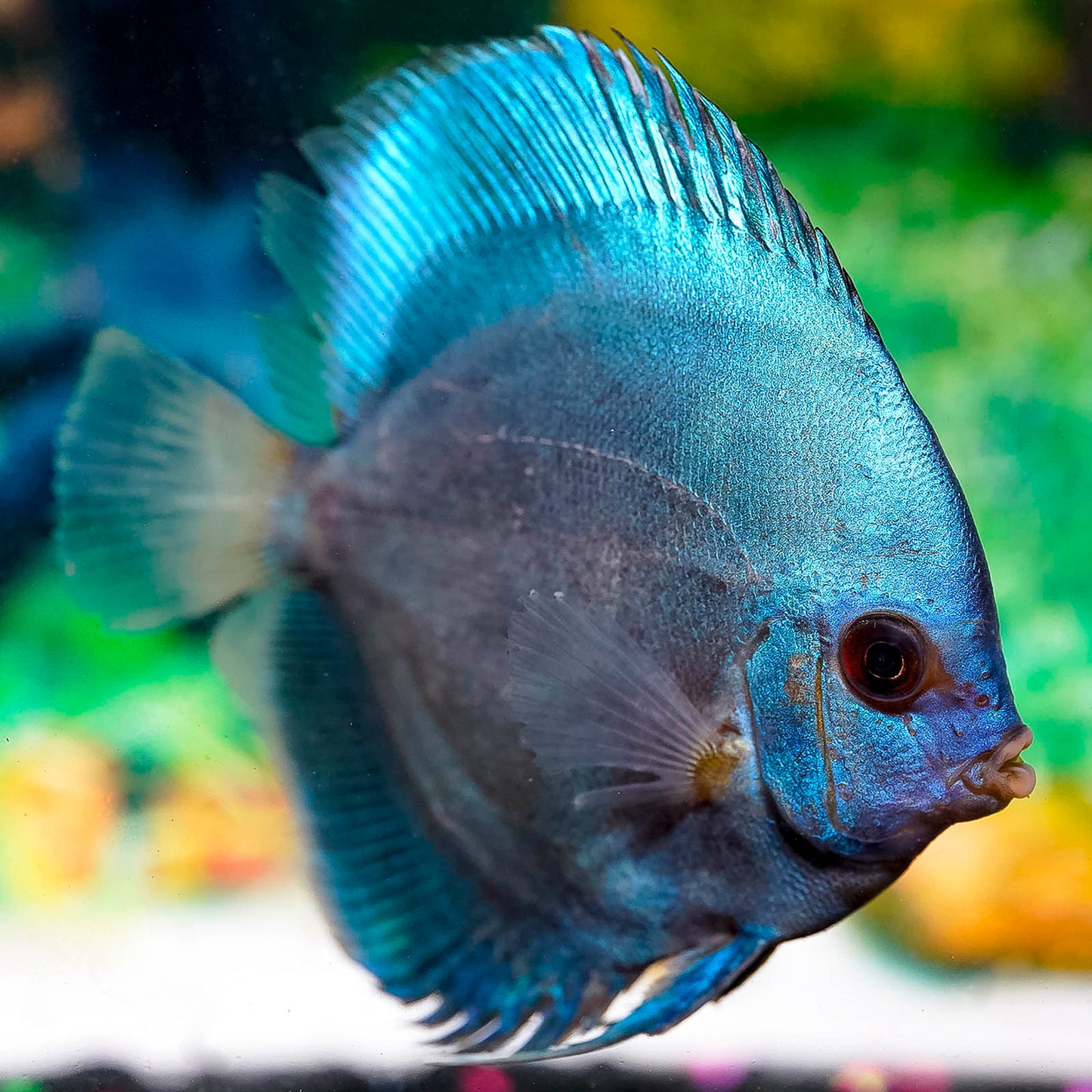 Blue Diamond Discus 4.25" WYSIWYG