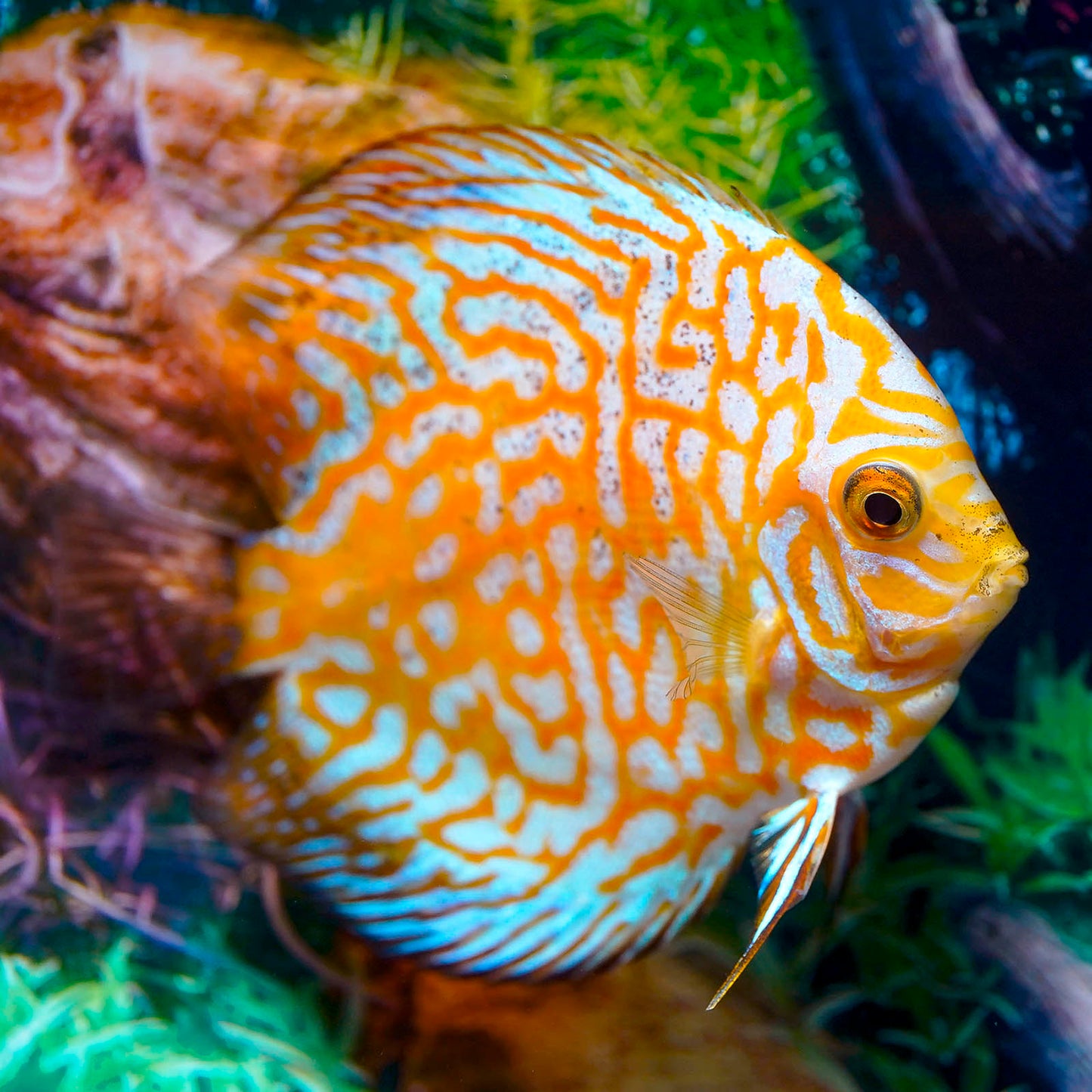 Golden Checkerboard Discus 4" WYSIWYG