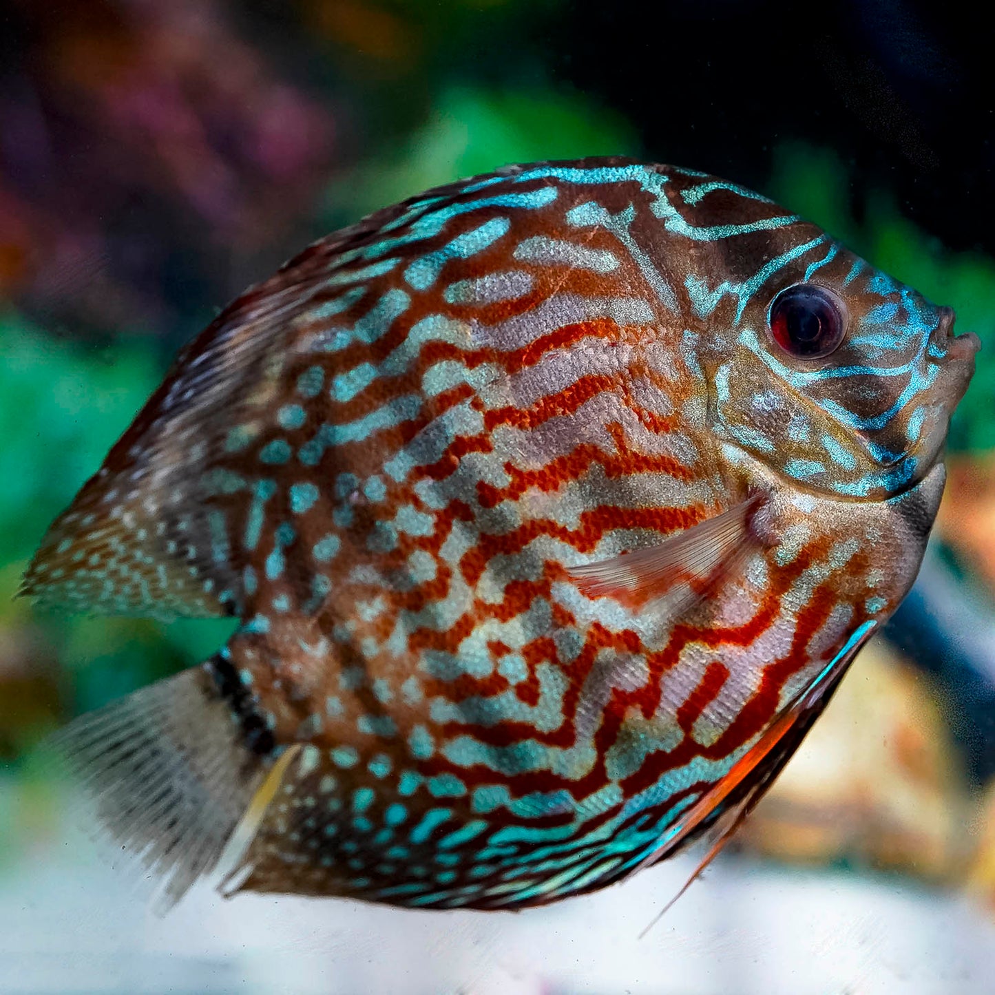 Blue Turquoise Discus 4.5" WYSIWYG