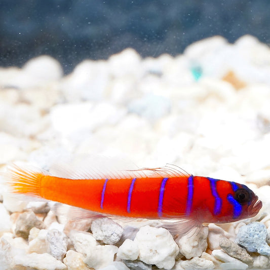 Catalina Goby 1.5" EXPERT ONLY WYSIWYG